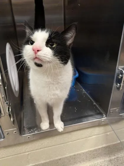 A young medium-sized male Domestic Short Hair cat named Good Fella for adoption in Fishers, IN