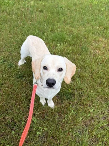 Biscuit