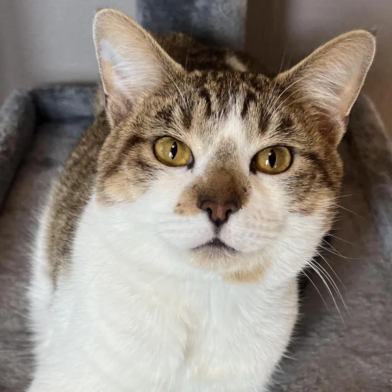 An adult small-sized male Domestic Short Hair cat named Maple for adoption in Tulsa, OK