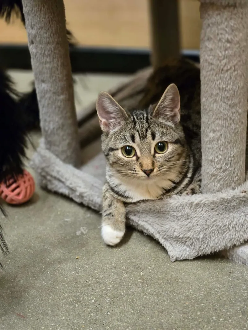 Mozzarella thumbnail 3