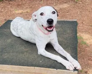 A young medium-sized female Bicolor Cattle Dog dog named Cali for adoption in Henderson, TX