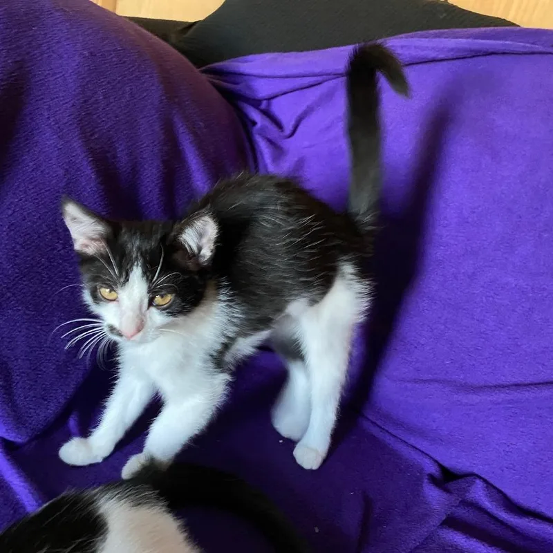 A baby small-sized female Black Domestic Short Hair cat named Pam for adoption in Skokie, IL