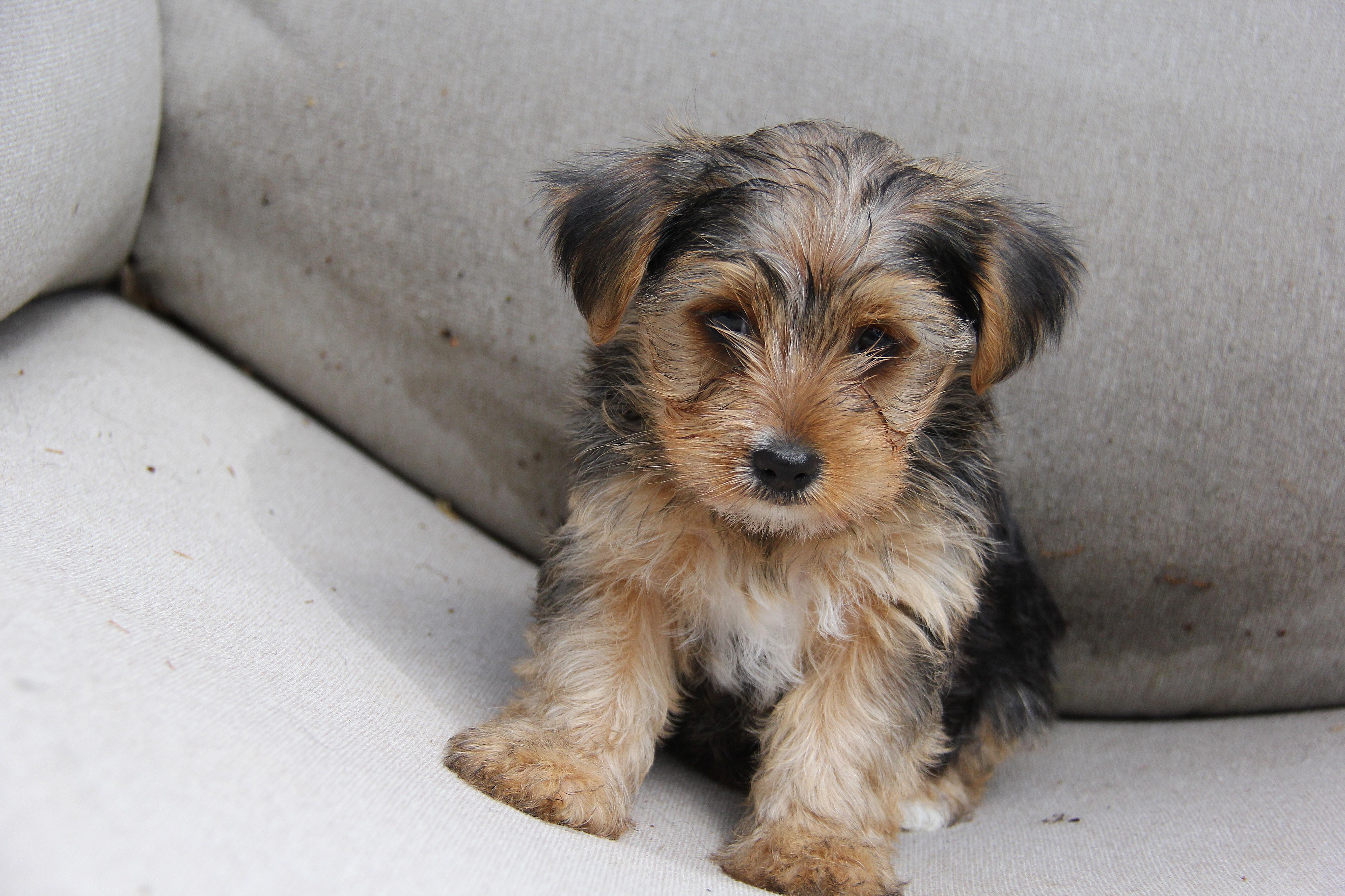 A baby small-sized female Yorkshire Terrier dog named Contessa for adoption in Monroe, NC