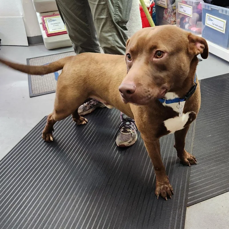 An adult large-sized male Brown / Chocolate Pit Bull Terrier dog named Donnie for adoption in Falls Church, VA