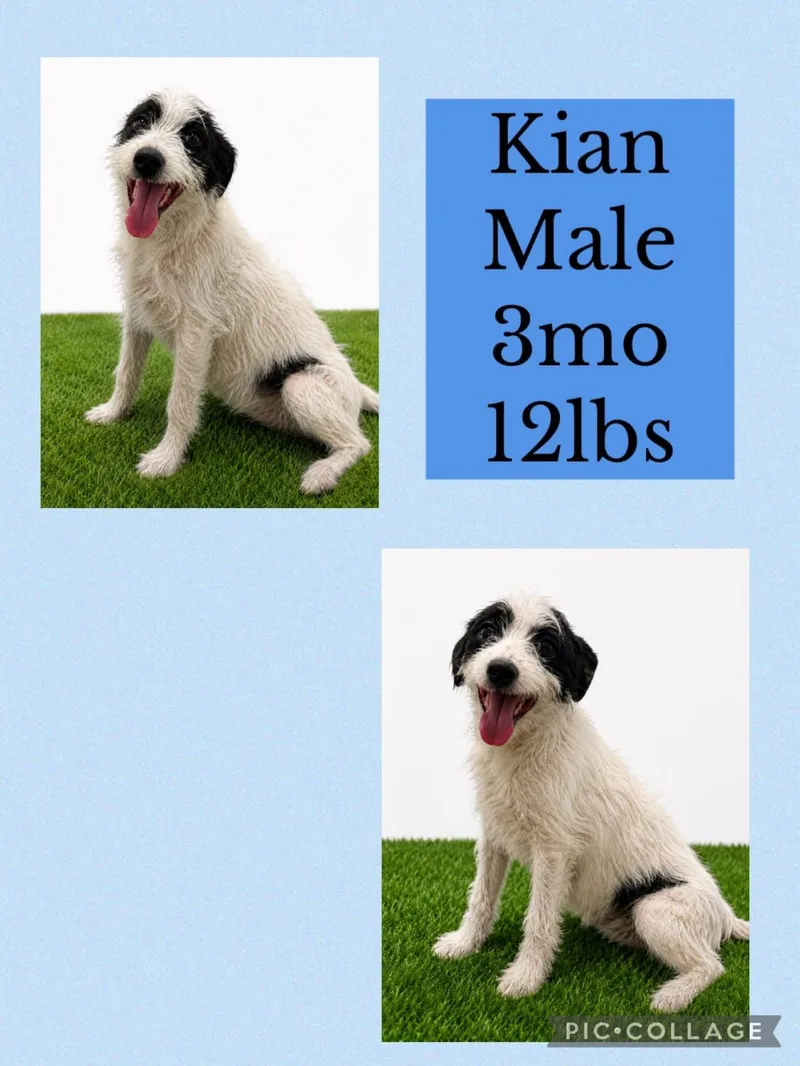 A young small-sized male Mixed Breed dog named Kian for adoption in San Juan, PR