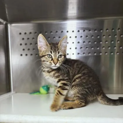 A young medium-sized male Domestic Short Hair cat named Skully for adoption in Kansas City, MO