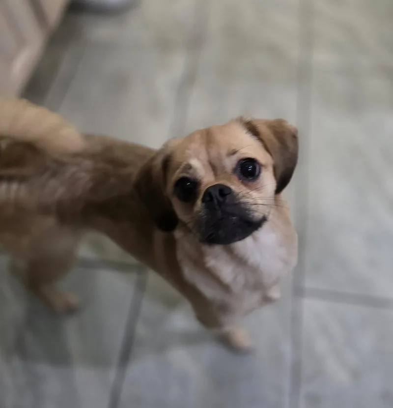 A young small-sized female Pug dog named Lily for adoption in Morganville, NJ