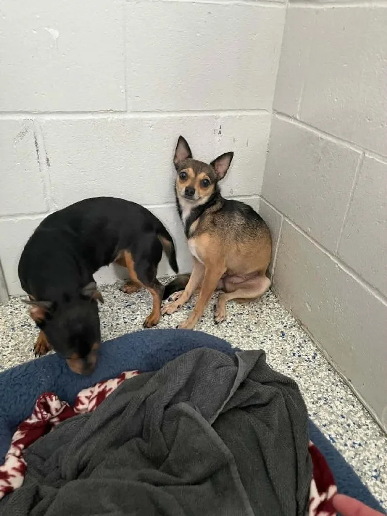 A young small-sized female Chihuahua dog named Lena for adoption in Waynesville, GA