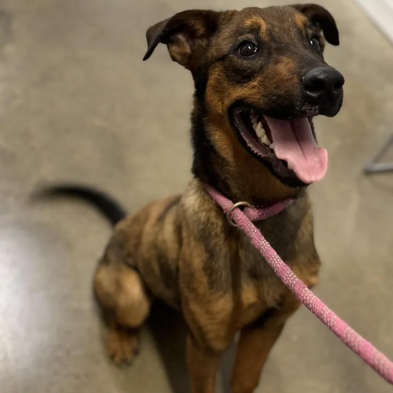 A young medium-sized male German Shepherd Dog dog named Dak for adoption in Rock Falls, IL