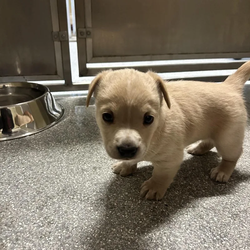 A baby medium-sized female White / Cream Chihuahua dog named Dakota for adoption in Durango, CO
