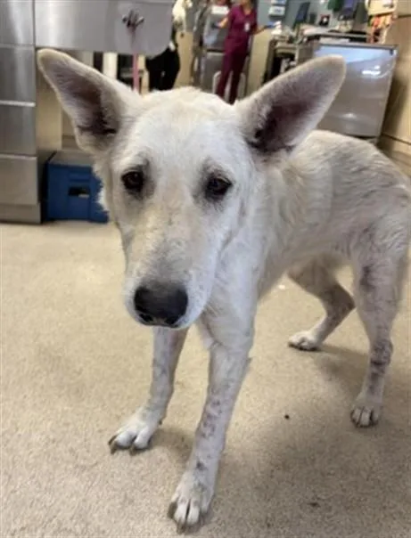 An adult large-sized female German Shepherd Dog dog named Icee for adoption in Riverside, CA