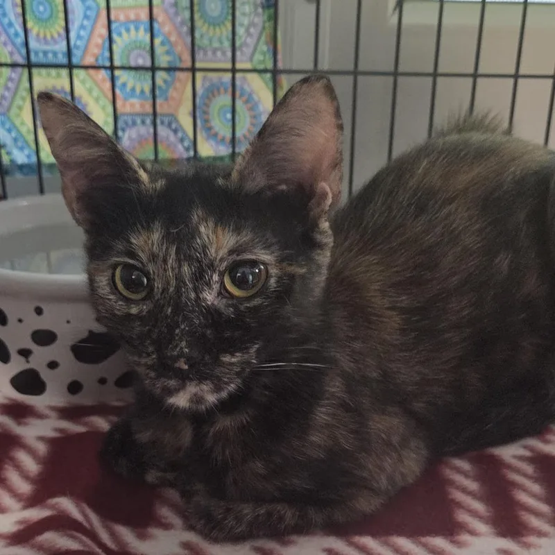 A young medium-sized female Torbie Domestic Short Hair cat named Sophia for adoption in Camden, DE