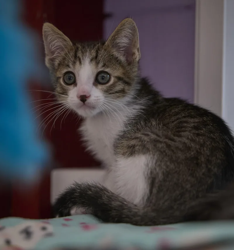 A baby medium-sized male Domestic Short Hair cat named Oliver for adoption in Santa Barbara, CA