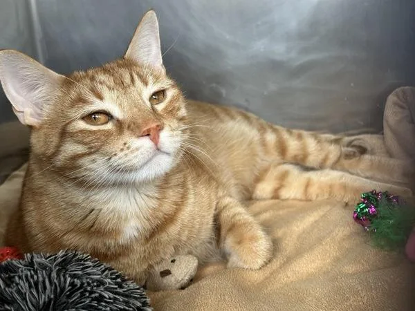 An adult medium-sized male Domestic Short Hair cat named Tiger for adoption in Staten Island, NY