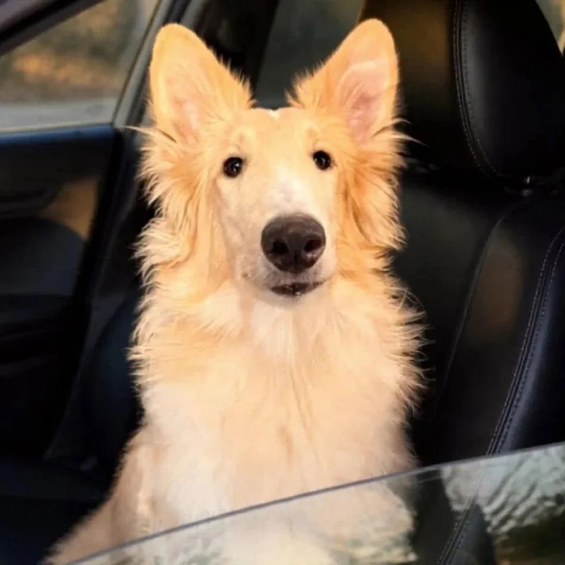 A young large-sized male Collie dog named Archie for adoption in Dublin, OH