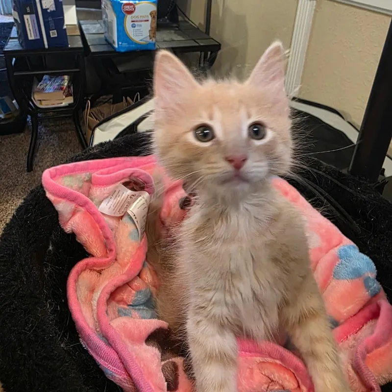 A baby small-sized male Buff / Tan / Fawn Domestic Medium Hair cat named Stuart for adoption in Long Beach, CA