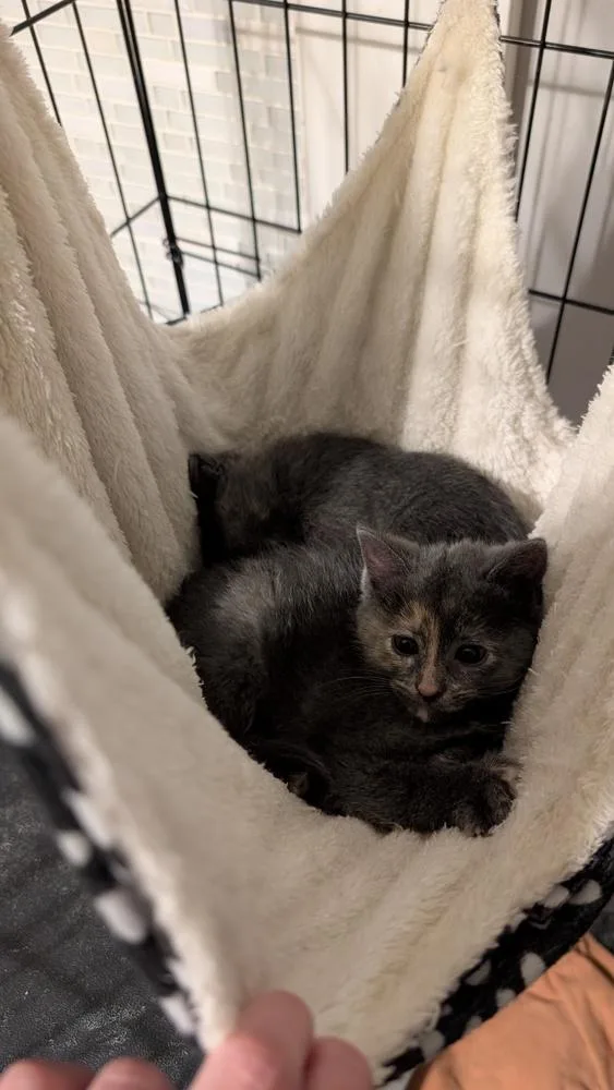A baby small-sized female Domestic Short Hair cat named Gray Mom Baby for adoption in Plymouth, MI