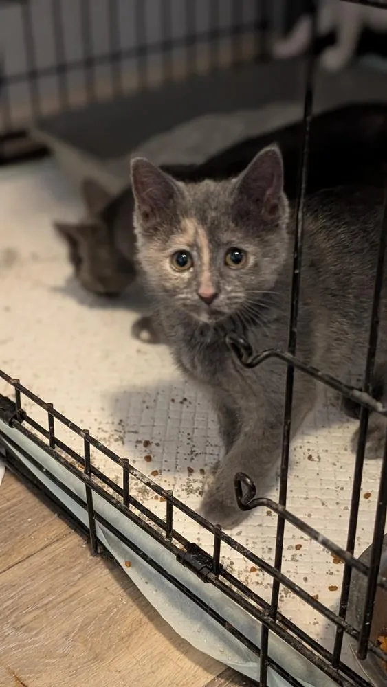 Gray Mom Baby  thumbnail 2