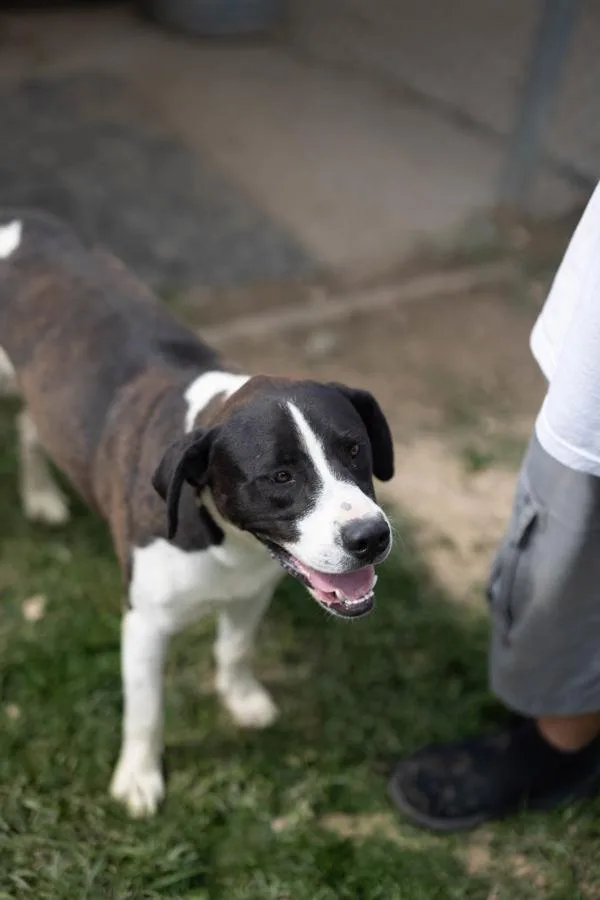 An adult large-sized male Terrier dog named Draco for adoption in Morristown, TN