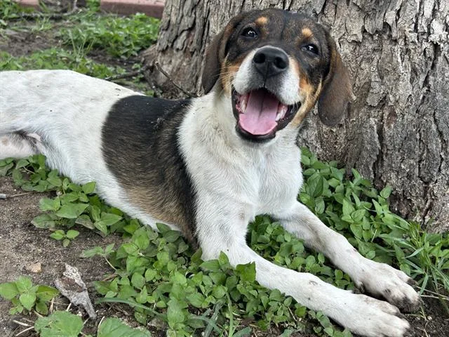 A young small-sized female Terrier dog named Dottie for adoption in San Antonio, TX