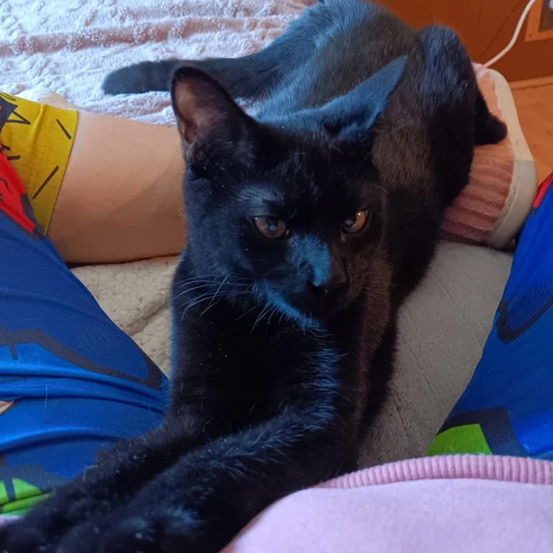 A young medium-sized male Black Domestic Short Hair cat named PickPocket for adoption in Utica, MI