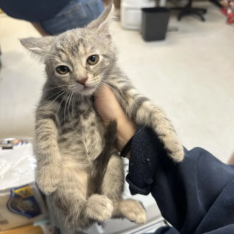 A baby small-sized female Gray / Blue / Silver Domestic Short Hair cat named Gabar for adoption in Philadelphia, PA