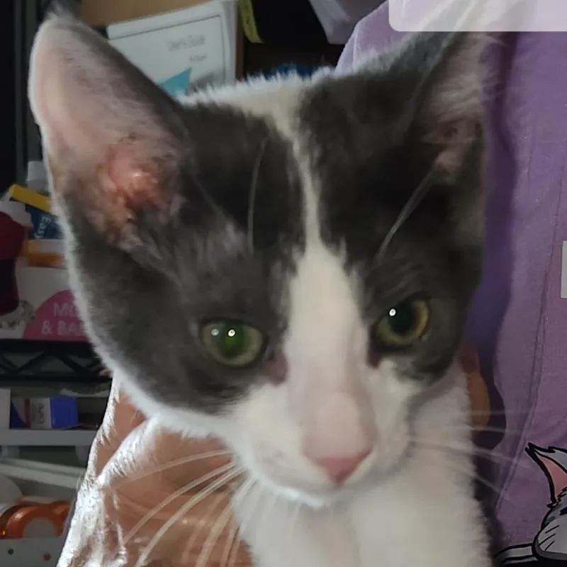 A baby small-sized male White Domestic Short Hair cat named FMarlin for adoption in Arizona City, AZ