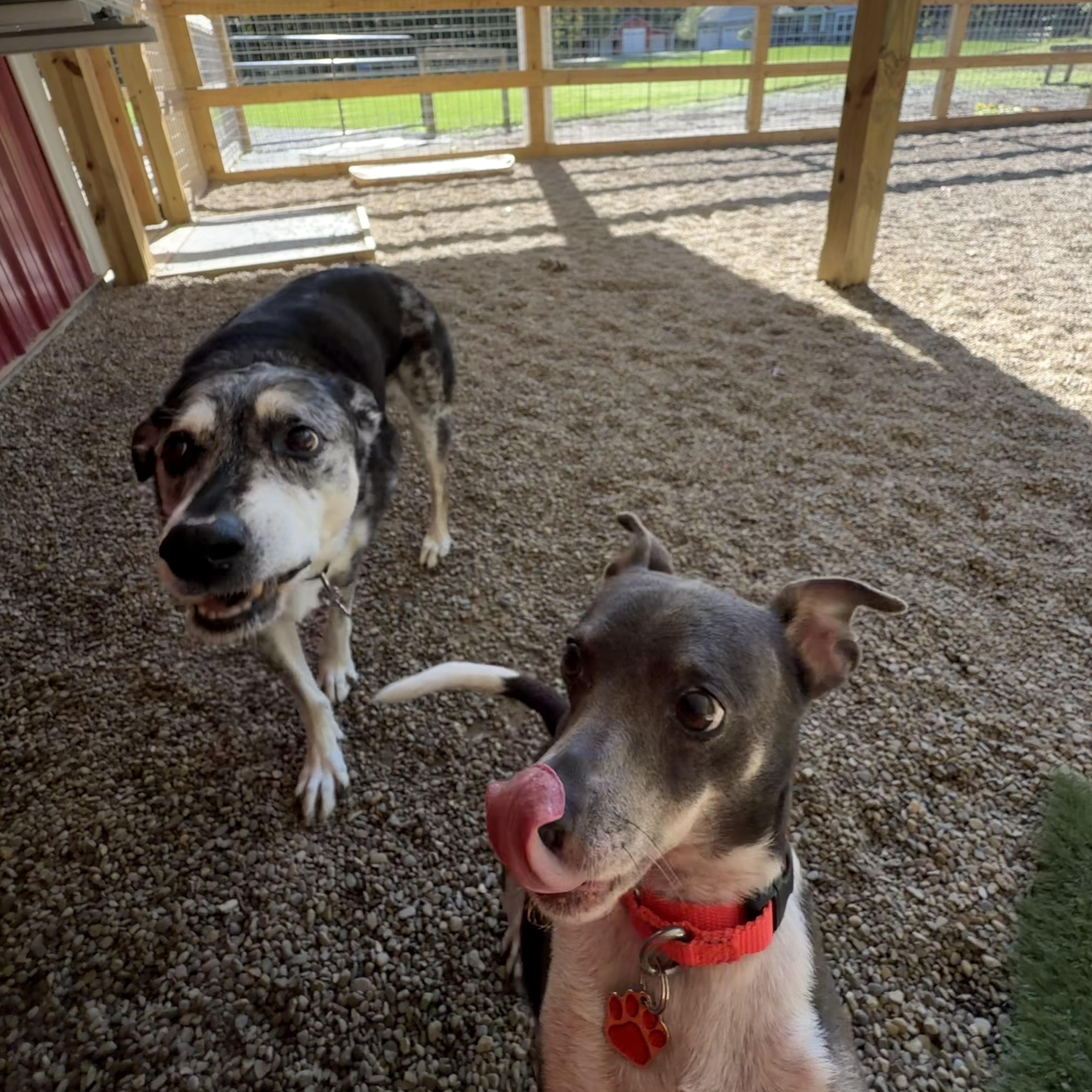 A senior small-sized male Jack Russell Terrier dog named Loki for adoption in Grafton, OH