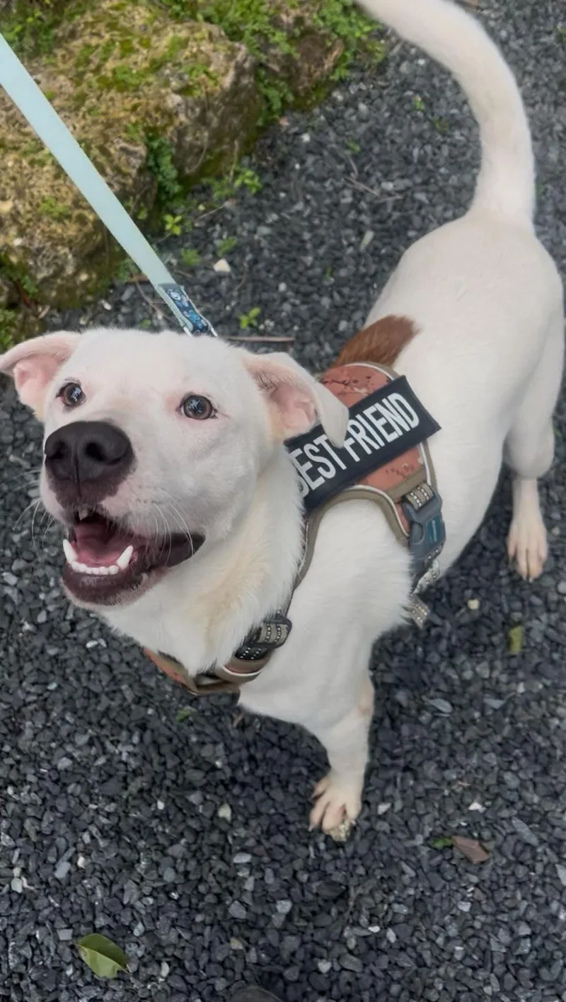 An adult medium-sized male White / Cream Labrador Retriever dog named Gaspar for adoption in Rio Grande , PR