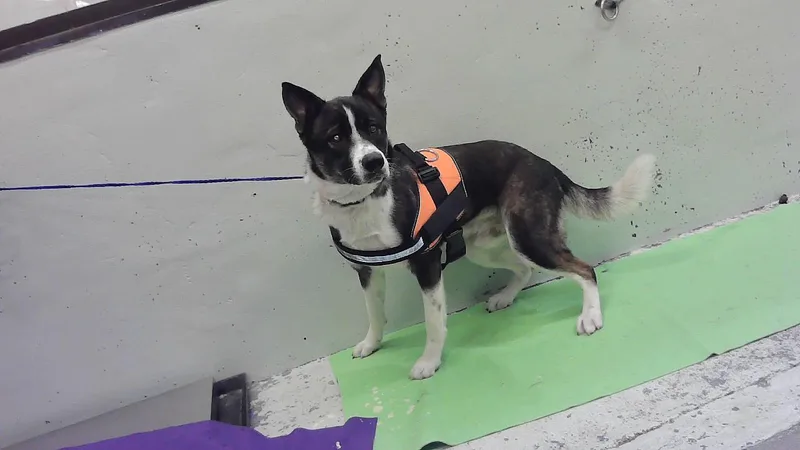 A young large-sized male Siberian Husky dog named Kazahaya for adoption in Houston, TX