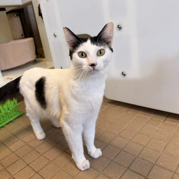 A young medium-sized male Domestic Medium Hair cat named Romy for adoption in Truckee, CA