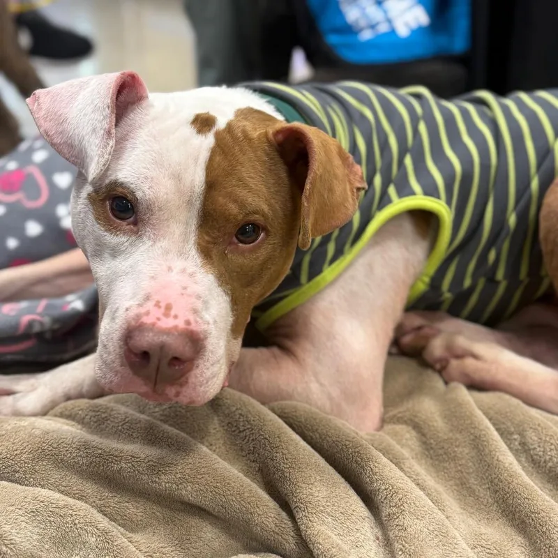 An adult medium-sized male Yellow / Tan / Blond / Fawn Pit Bull Terrier dog named Pepe for adoption in Ridgely, MD