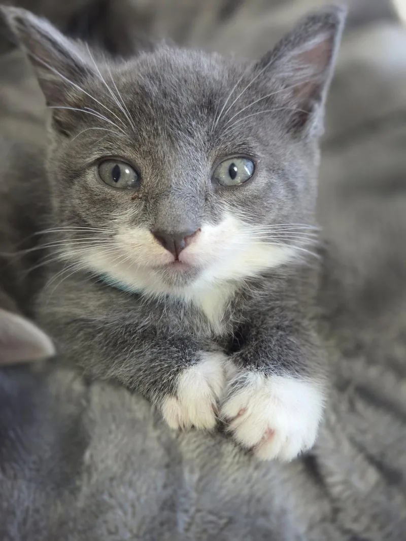A baby medium-sized female Gray / Blue / Silver Domestic Short Hair cat named Berry Trenton for adoption in Trenton, NJ