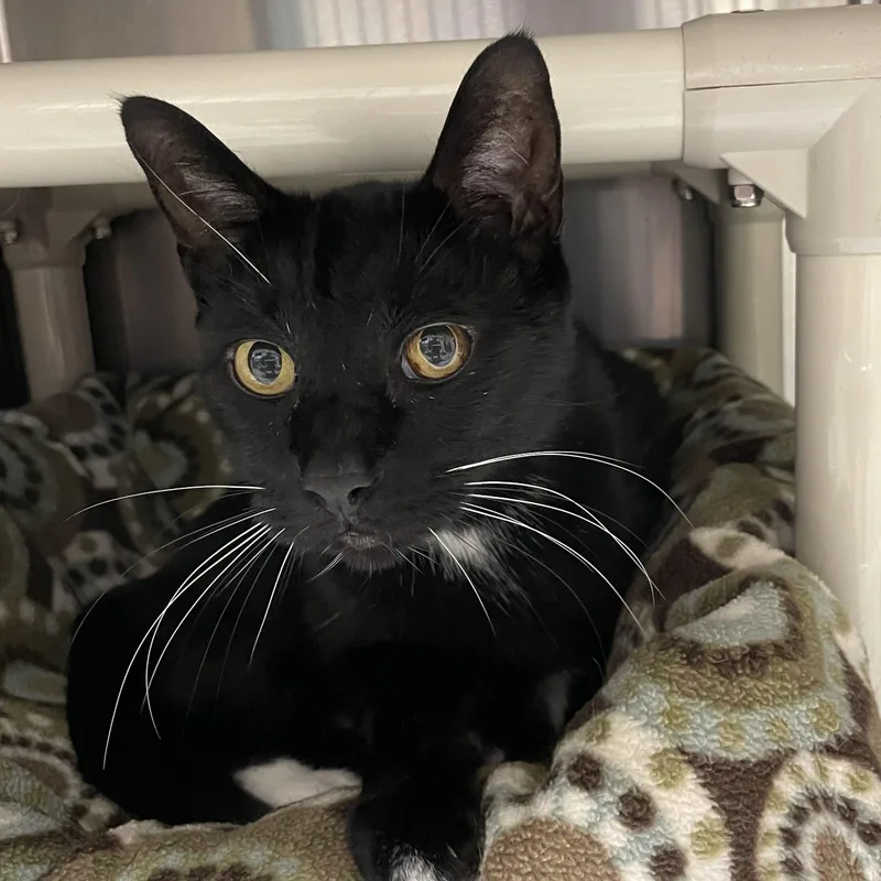 An adult medium-sized male Black & White / Tuxedo Tuxedo cat named Thunder for adoption in North Kingstown, RI