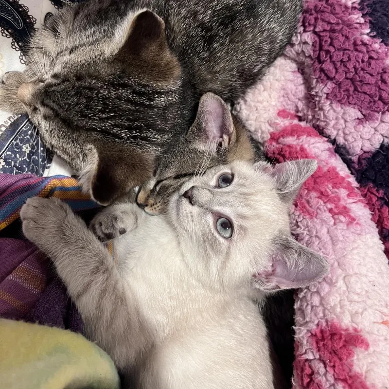 A baby small-sized female Domestic Short Hair cat named Nova for adoption in Granville, OH