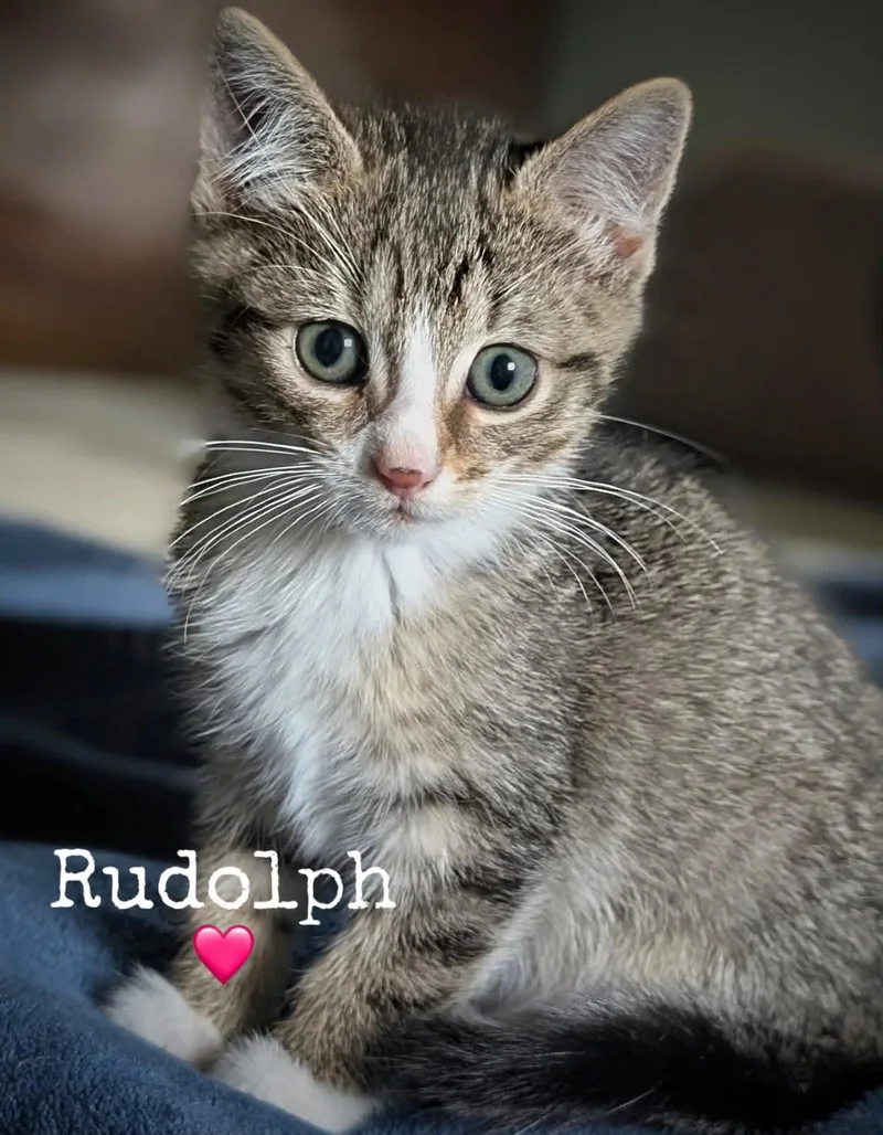 A baby medium-sized female Domestic Short Hair cat named Rudolph for adoption in Dansville, NY