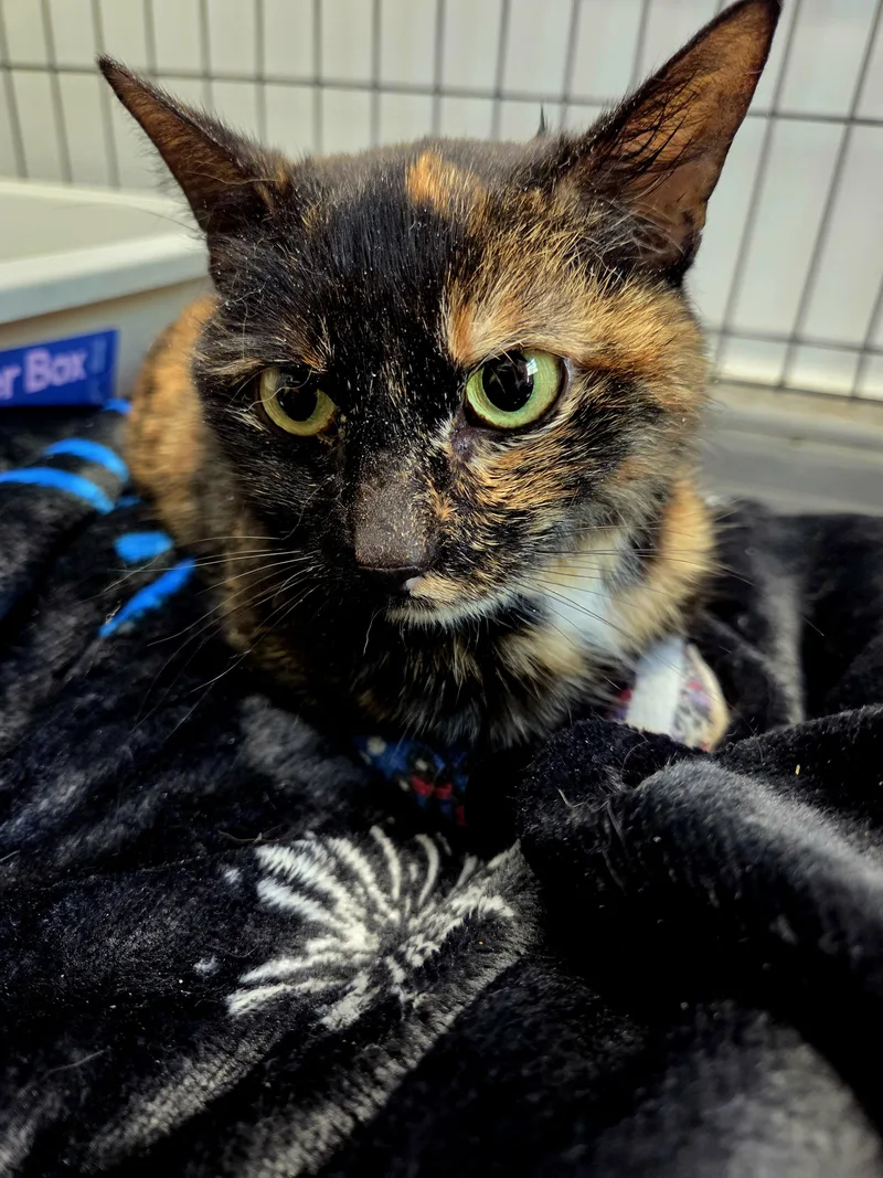A young medium-sized female Tortoiseshell cat named Faith for adoption in Delray, WV