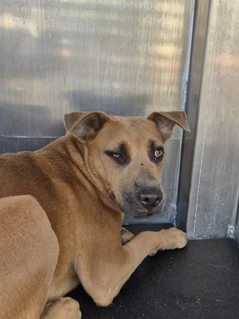 A baby medium-sized female Shepherd dog named Canela Delight for adoption in San Antonio, TX