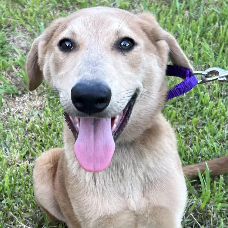 A baby large-sized male German Shepherd Dog dog named Pluto for adoption in Bellaire, TX