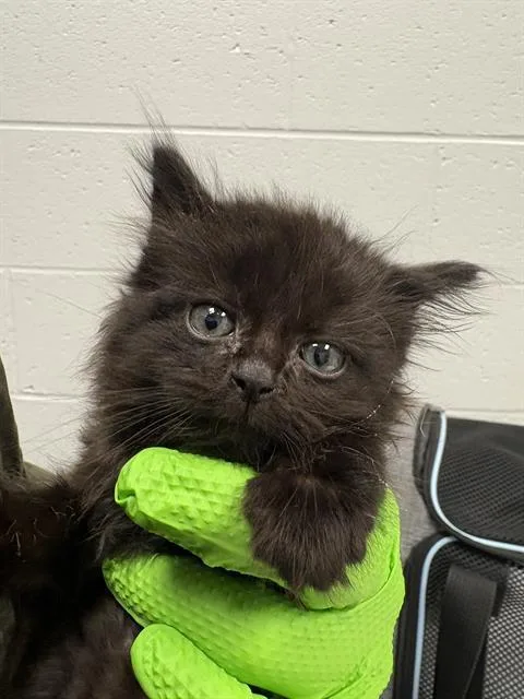 A baby small-sized male Domestic Short Hair cat named Bastion for adoption in Indianapolis, IN