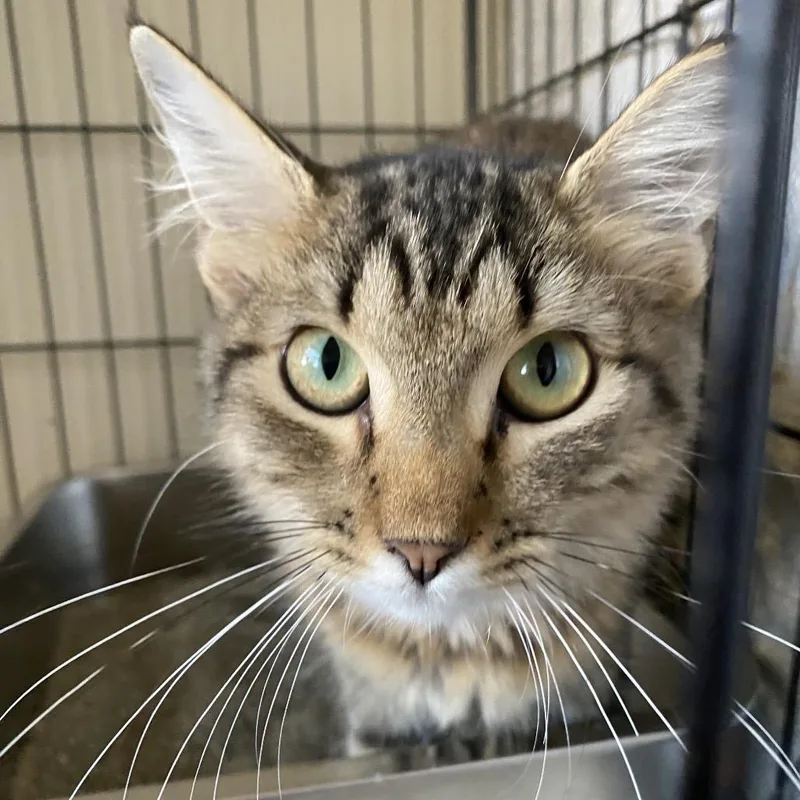 A baby small-sized female Brown / Chocolate Domestic Medium Hair cat named Willow for adoption in Stephenville, TX