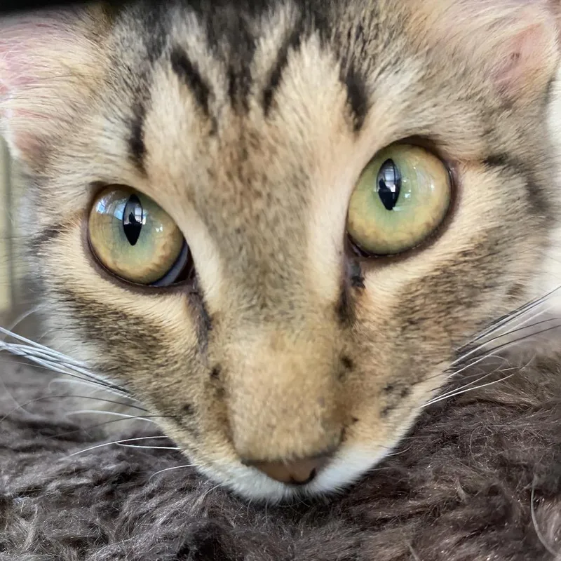 Willow thumbnail 3