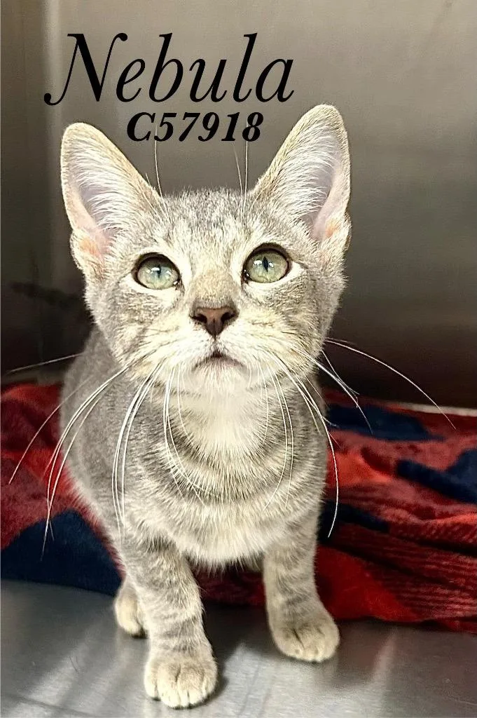A baby small-sized female Domestic Short Hair cat named Nebula for adoption in Clarksville, TN