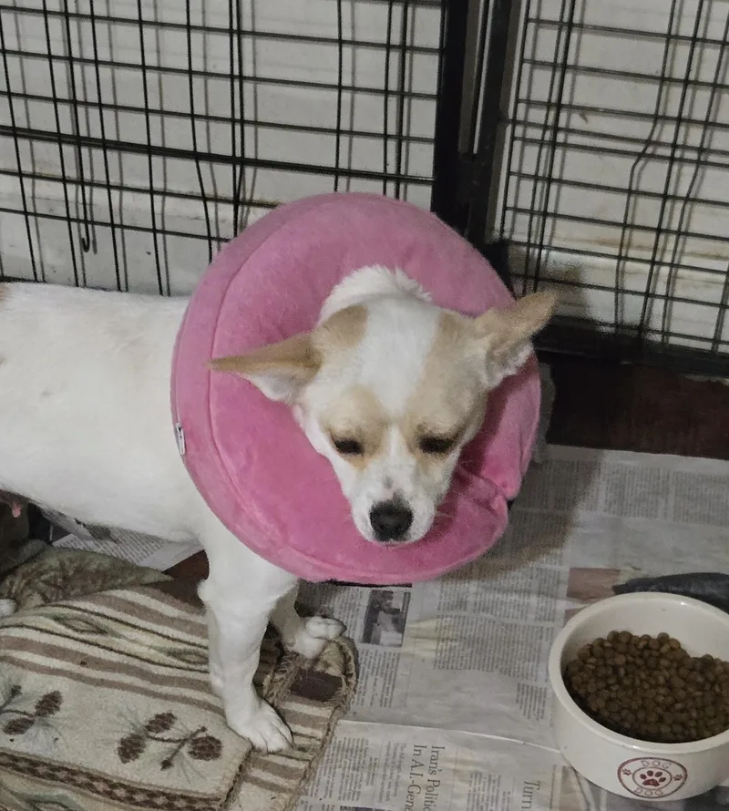 An adult small-sized female White / Cream Rat Terrier dog named Edith for adoption in Suffolk, VA