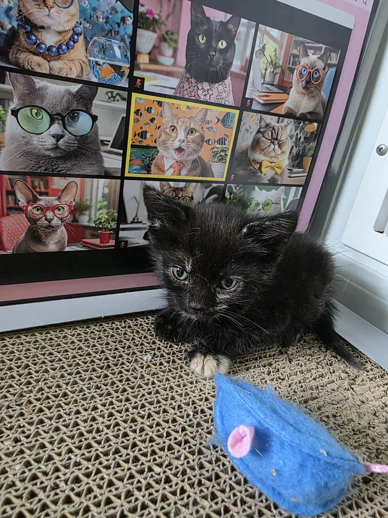 A baby small-sized female Domestic Short Hair cat named Rose for adoption in Bethel Park, PA