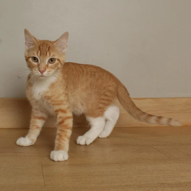 A baby medium-sized male Orange / Red Domestic Short Hair cat named Trash Panda C for adoption in Minnetonka, MN
