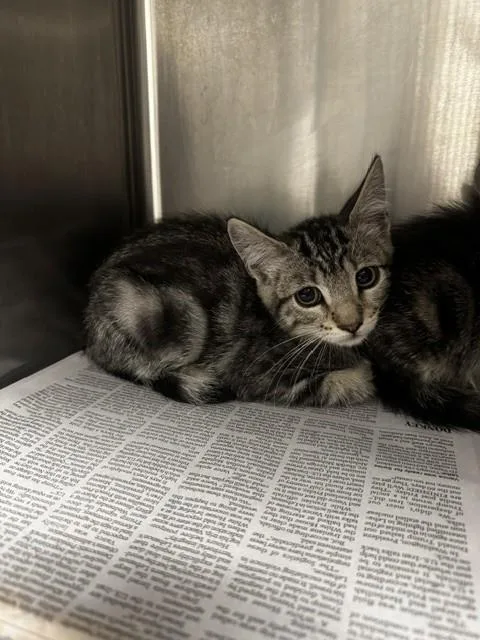 A baby small-sized female Domestic Short Hair cat named Sabrina for adoption in Van Nuys, CA