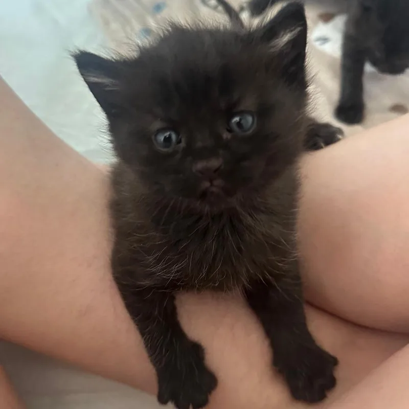 A baby small-sized male Black Domestic Short Hair cat named Zeus for adoption in Winchester, VA