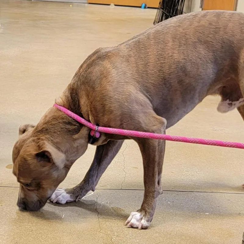 An adult medium-sized male Gray / Blue / Silver Pit Bull Terrier dog named Kevin for adoption in Baltimore, MD