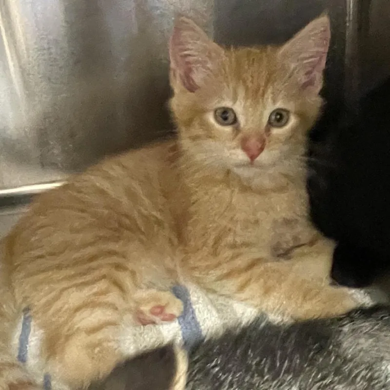 A baby small-sized male Orange / Red Domestic Short Hair cat named Mercury for adoption in Springfield, MA